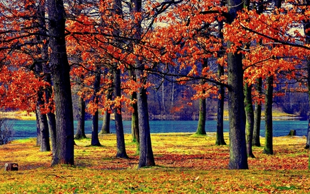 AUTUMN FOREST - autumn, forest, trees, river