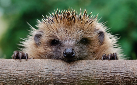 I SEE YOU - nice, hedgehog, animals, wonderful, stunning, nature, forest, pretty, beautiful, animal, awesome, sweet, tree, cute