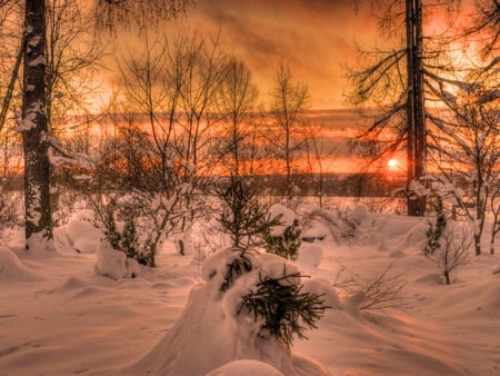 Winter Scenery - snow, trees, winter, nature