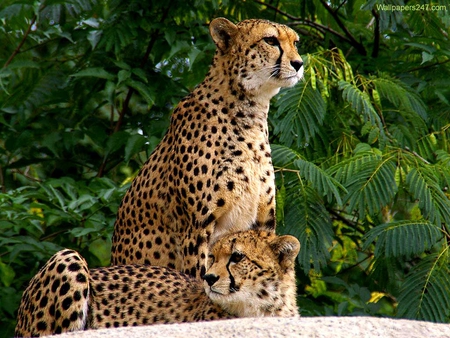 Cheetahs - wildlife, jungle, animal, feline, cheetah