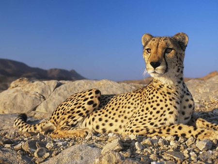 Majestic cheetah - wildlife, cheetah, animal, feline, jungle