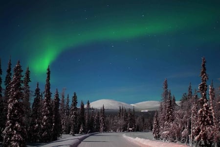 Aurora Borealis - aurora, winter, snow, forest, northern light