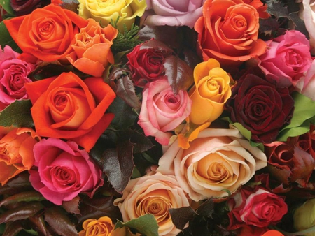 roses - roses, flowers, colourful, nature