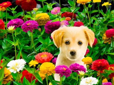 Golden puppy - among, dog, ppuppy, grass, colors, sweet, flowers, colorful, animal, cute, adorable, golden