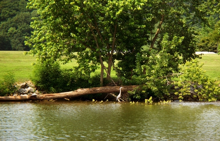 Cumberland River - bird, river, trees, heron, water, summer