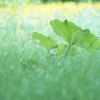 Fresh green leaves