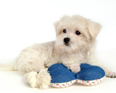 Lovely Puppy Dog - little cute, puppies, animals