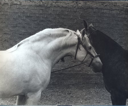 Two Lovers - andalusian horse, horses, black and white, love, spanish horse, lovers, animals