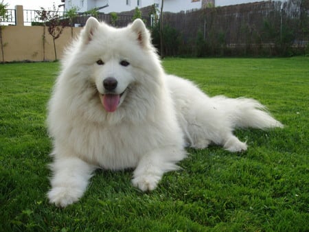 Samoyedo - dogs, russian dog, samoyedo, animals