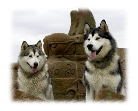 Alaskan Malamute - dogs, alaskan malamute, artic dog, alaskan dog, animals