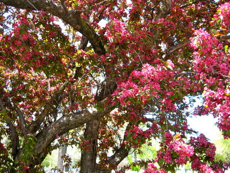 Springs glory - flowers, tree