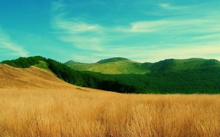 Wheat, Grass and Blue Sky - nature, sky, hills, wheat, clouds, blue, green, grass