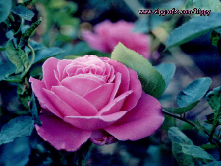 morning rose - branch, beautiful, morning, pure, petals, pink, sweet, colours, leafs, green, rose, nice