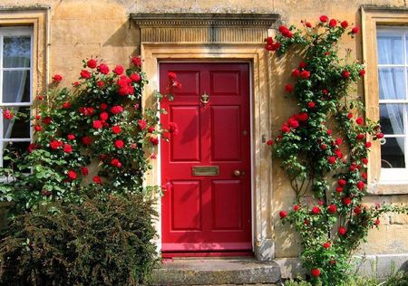 red roses house - windows, roses, curtains, thorns, vine, shrub, door, red, step, house