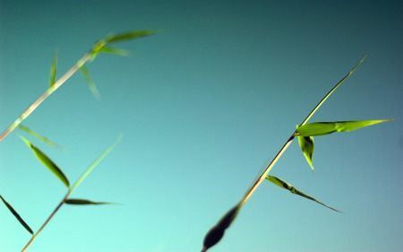 Bamboo Minimal  - bamboo, vista