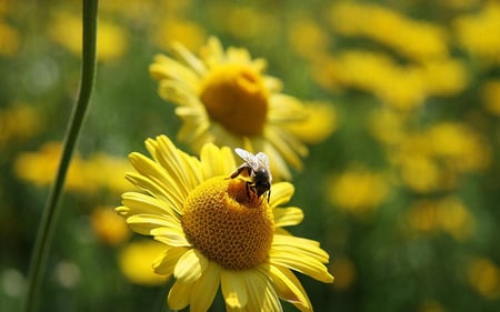 bees - bees, yellow