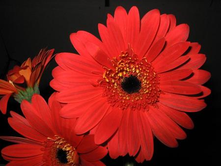 red gerberas  - beautiful, flowers, gerberas, black, passion, red, soft, background, nice