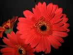 red gerberas 