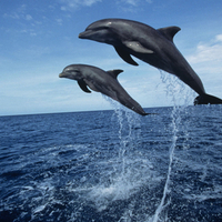 Black Sea Dolphins