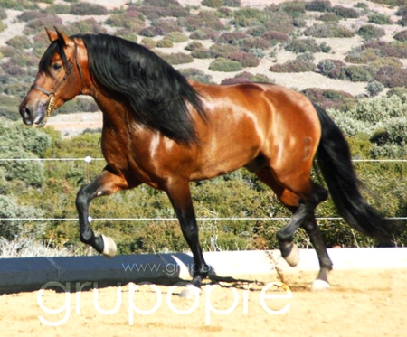 Pure Spanish Horse - horses, brown, spanish, andalusian, bay