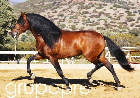 Pure Spanish Horse 1 - spanish, horses, brown, bay, andalusian