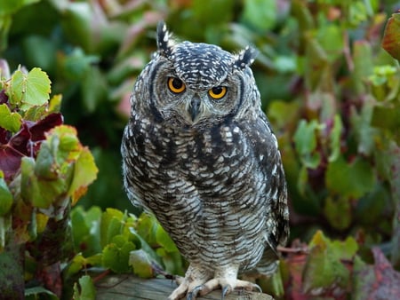 Cute owl - owl, bird, animal, nature