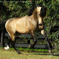 Lusitan Stallion