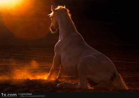 Your Majesty - white, horses, spanish, grey, andalusian