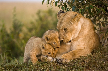 Lion love - wildlife, cub, lion, female, animals, mother, feline, cubs, cats, jungle, animal