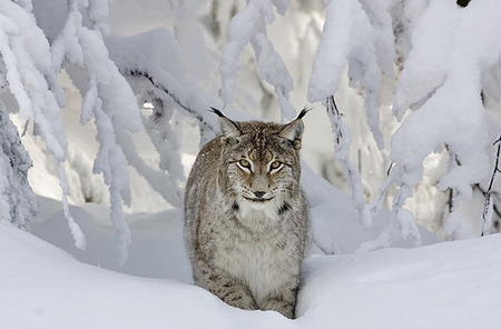 Bobcat - animal, winter, feline, snow, bobcat