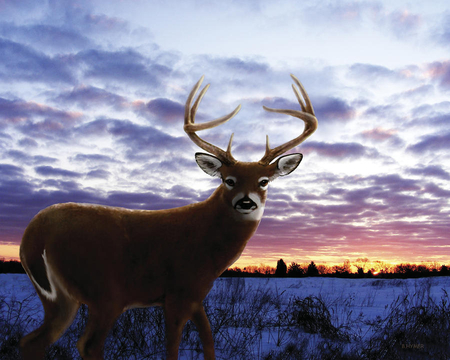 Sunrise buck, by Barbara Hymer - nature, art, animal, digital, deer, barbara hymer, sunrise