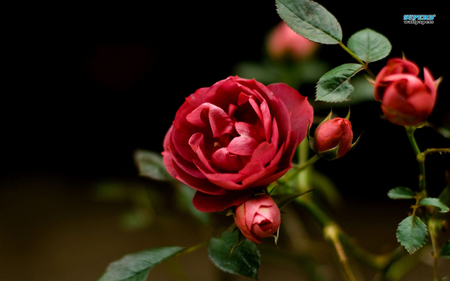 Rose - rose, flower, nature, red