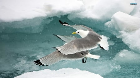 Seagull - beauty, sea, blue, clouds