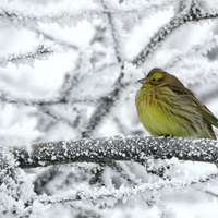 Winter bird