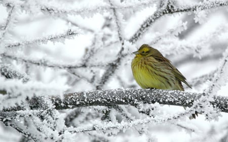 Winter bird - tit, bird, winter, frost, tree, ice, snow, cold