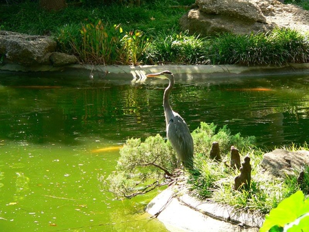 Crane - plants, water, crane, bird