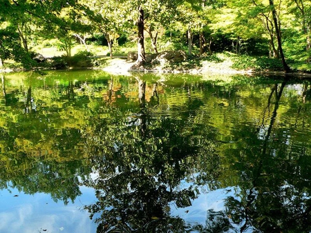 Trees Reflection - ground, trees, water, reflection