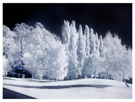 Winter Blues - trees, winter, nature, snow, seasons, other