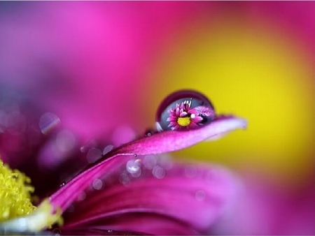 Dew On Petal - petal, abstract, photography, dew, other