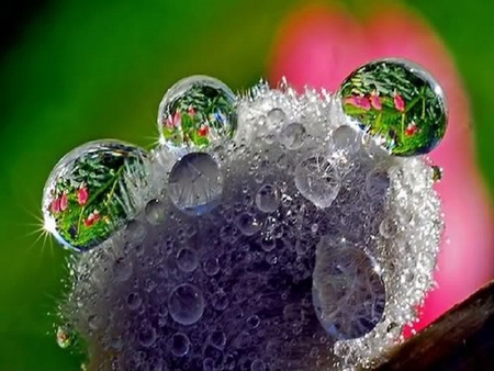 Dew Drops - nature, abstract, photography, dew, other