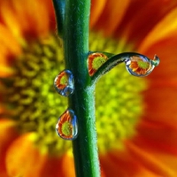 Dew On Sunflowers