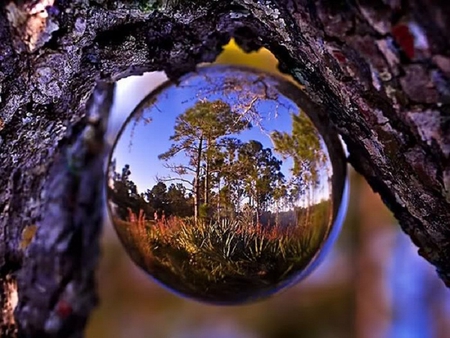 Woods In Dew - abstract, woods, photography, mind teasers, dew