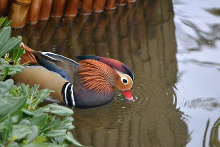 A  Duck Quack Quack - pretty, duck, quack quack, colourful