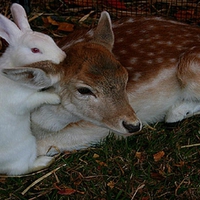 Deer and bunny love.