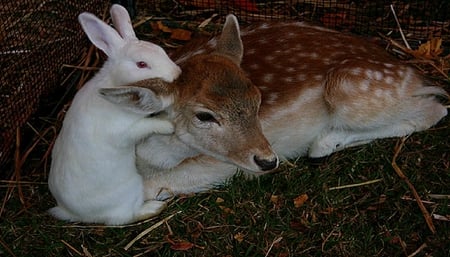 Deer and bunny love. - love, rabbit, affection, animal, bunny, deer, cute