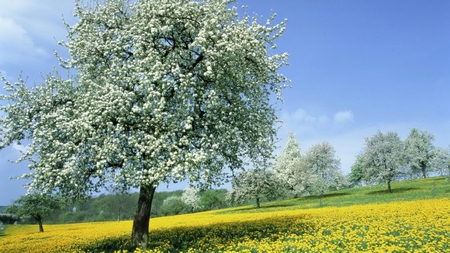 Blossom trees. - sky, flower, field, spring, blossom, tree, nature, shadow