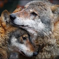 Wolf love.