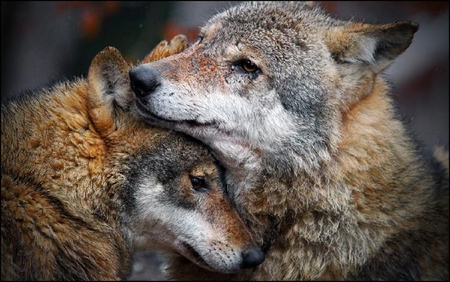 Wolf love.