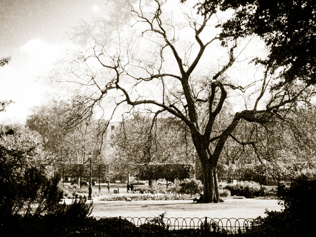 London park - england, london, park, black and white, britain, public, british, tree, garden, contrast, grass, english