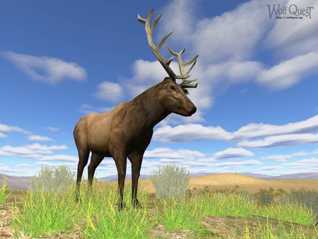 Elk in WolfQuest - elk, nature, rabbits, wolfquest, bears, wolves